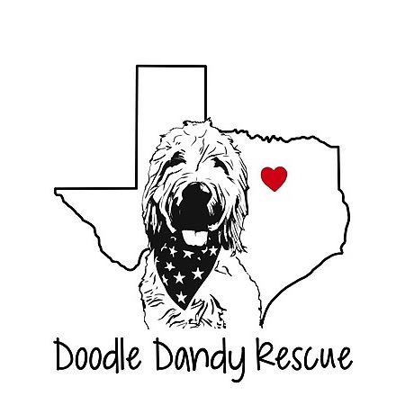 doodle dandy goldendoodles