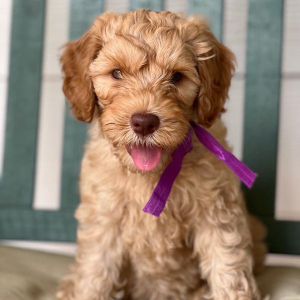 Lindy’s Labradoodles Instagram, Facebook, TikTok Linktree