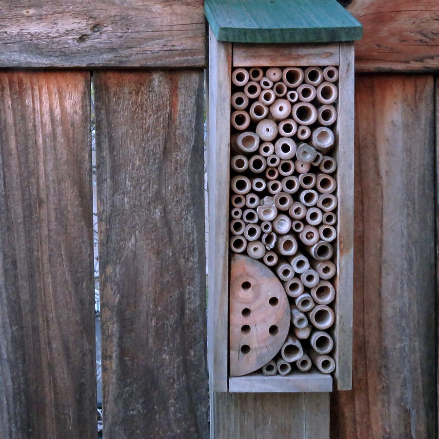 These Girl Scouts are saving wild bees, one ‘hotel’ at a time