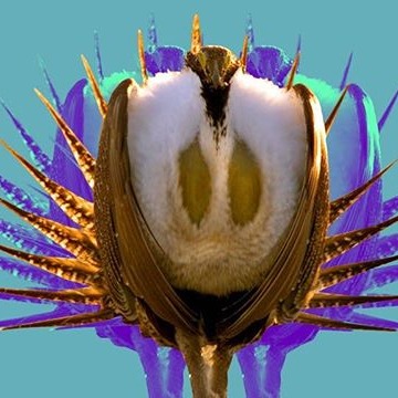 What the Trump administration doesn’t want you to know about this fancy bird