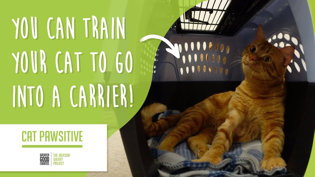 Dr. Radosta's Cat Links Instagram, Facebook Linktree