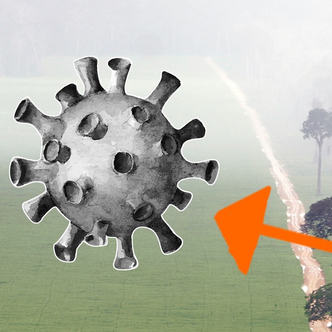 Environmental destruction is making the next coronavirus more likely