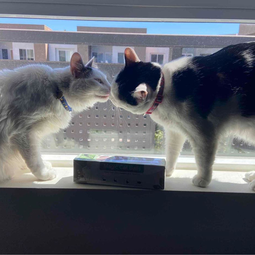 Melon & Finn Instagram, TikTok Linktree