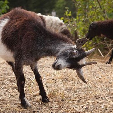 Only you (and a bunch of goats) can prevent forest fires