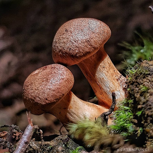 satanfungi-linktree