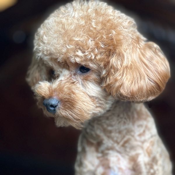 Elle s toy poodles instagram facebook tiktok linktree