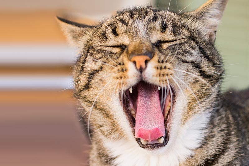 petbarn Facebook Linktree