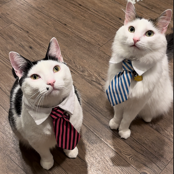 Melon & Finn Instagram, TikTok Linktree