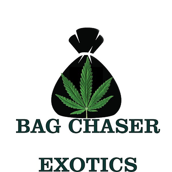bag_chaser_exotics Instagram Linktree
