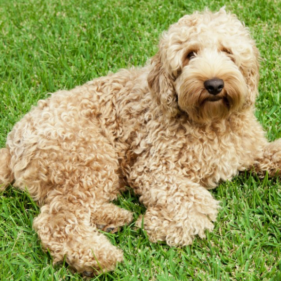 Washington Examiner — Let's end animal testing in 2020.