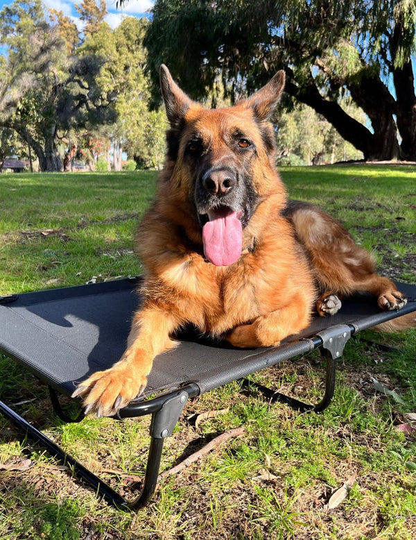 DazyDog Instagram, Facebook, TikTok Linktree