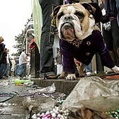 Mardi Gras floods New Orleans in plastic beads. One scientist has a gooey fix.