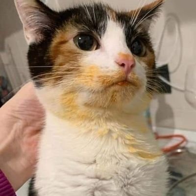 Galore | Twitter, Instagram, TikTok, Twitch | Linktree