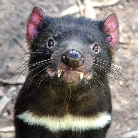 @protect_tasmanian_devils | Linktree