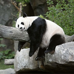 amandapanda | YouTube, Facebook | Linktree