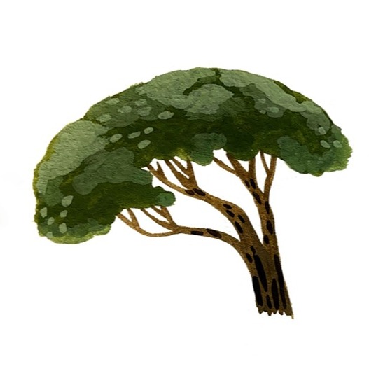 Shelley Aldrich Illustration Instagram Linktree