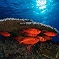 The U.N. says 1 million species could disappear. Pacific islands have a solution.