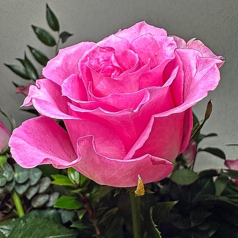 sadgirlblue - Find @sadgirlblue Onlyfans - Linktree