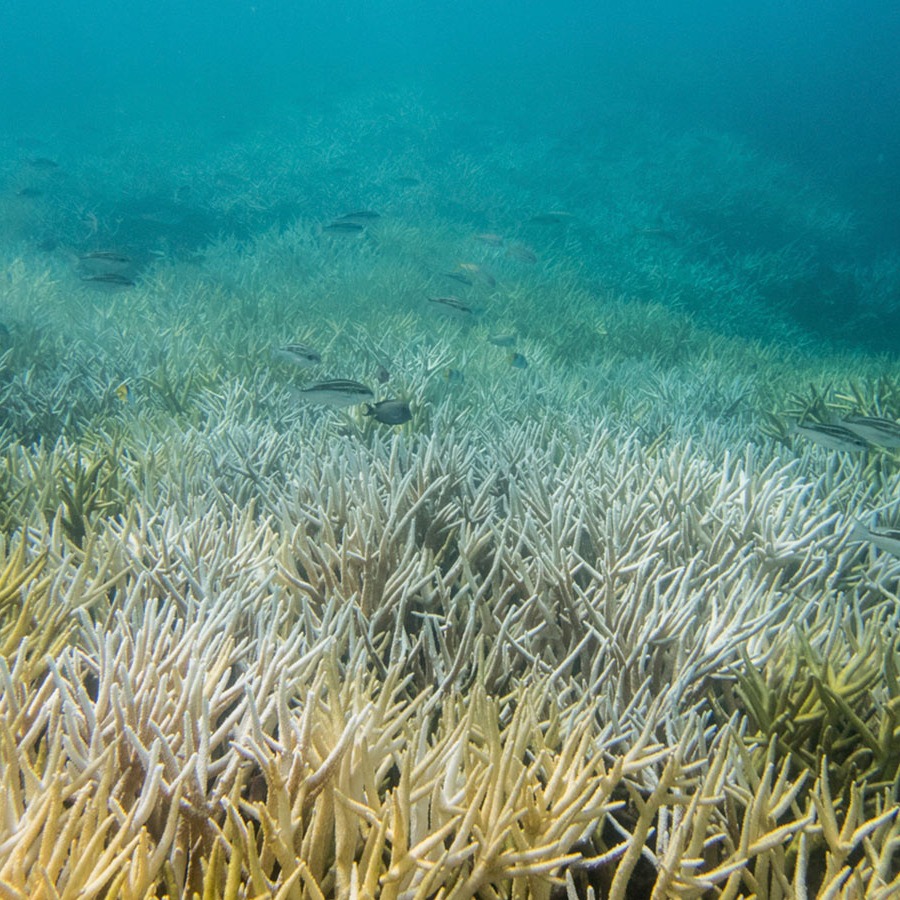 To save our oceans, we have to change what we do on land