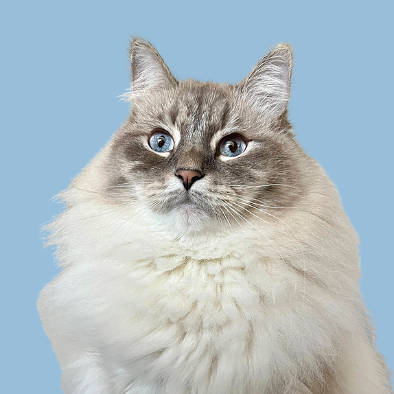 nimbus_siberian Instagram, TikTok Linktree