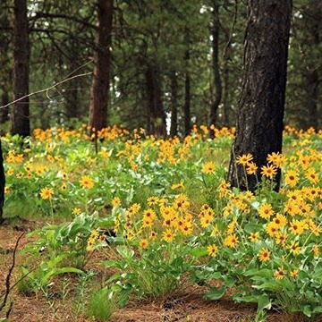 What’s greener than burial or cremation? Human composting.