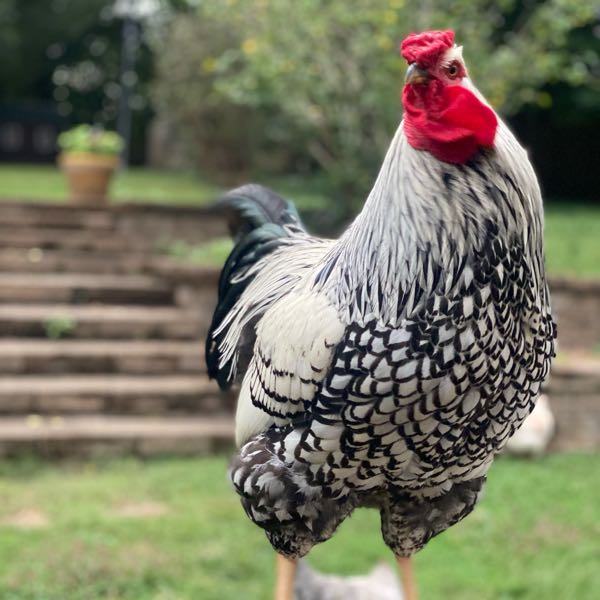 chicken-happy-hour-twitter-instagram-facebook-tiktok-linktree