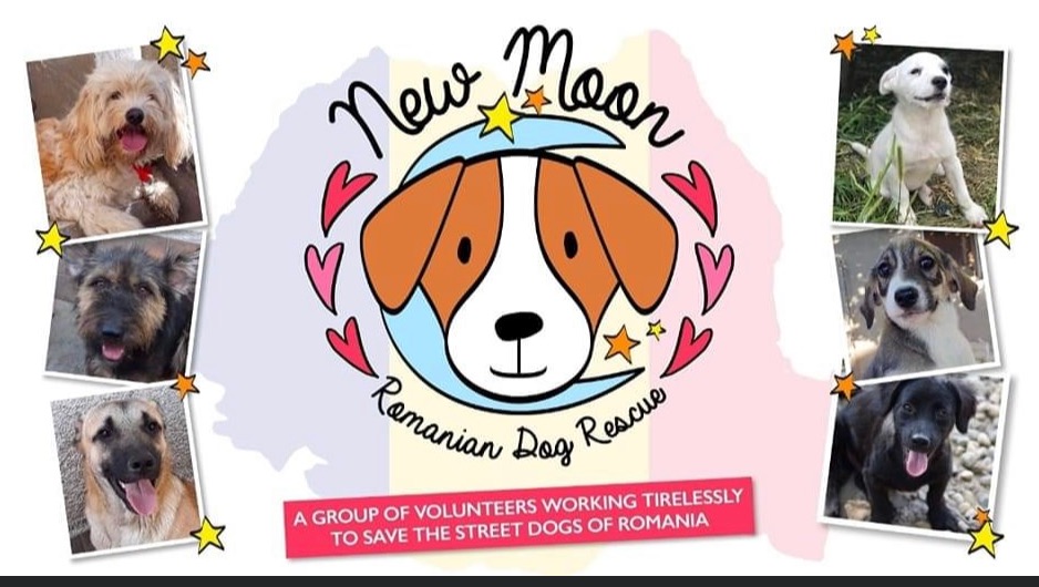 New Moon Romanian Dog Rescue Instagram, Facebook Linktree