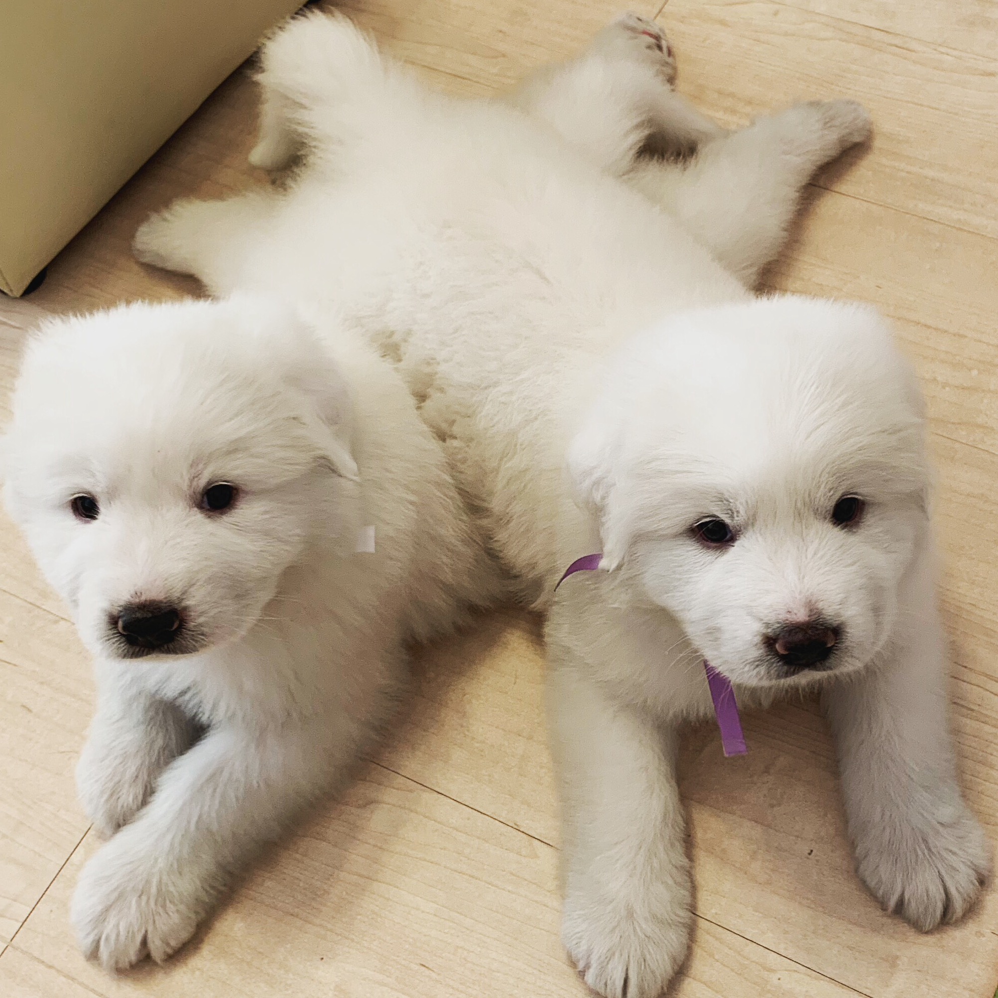 Twinkle Star Home’s Kennel Instagram, Facebook Linktree