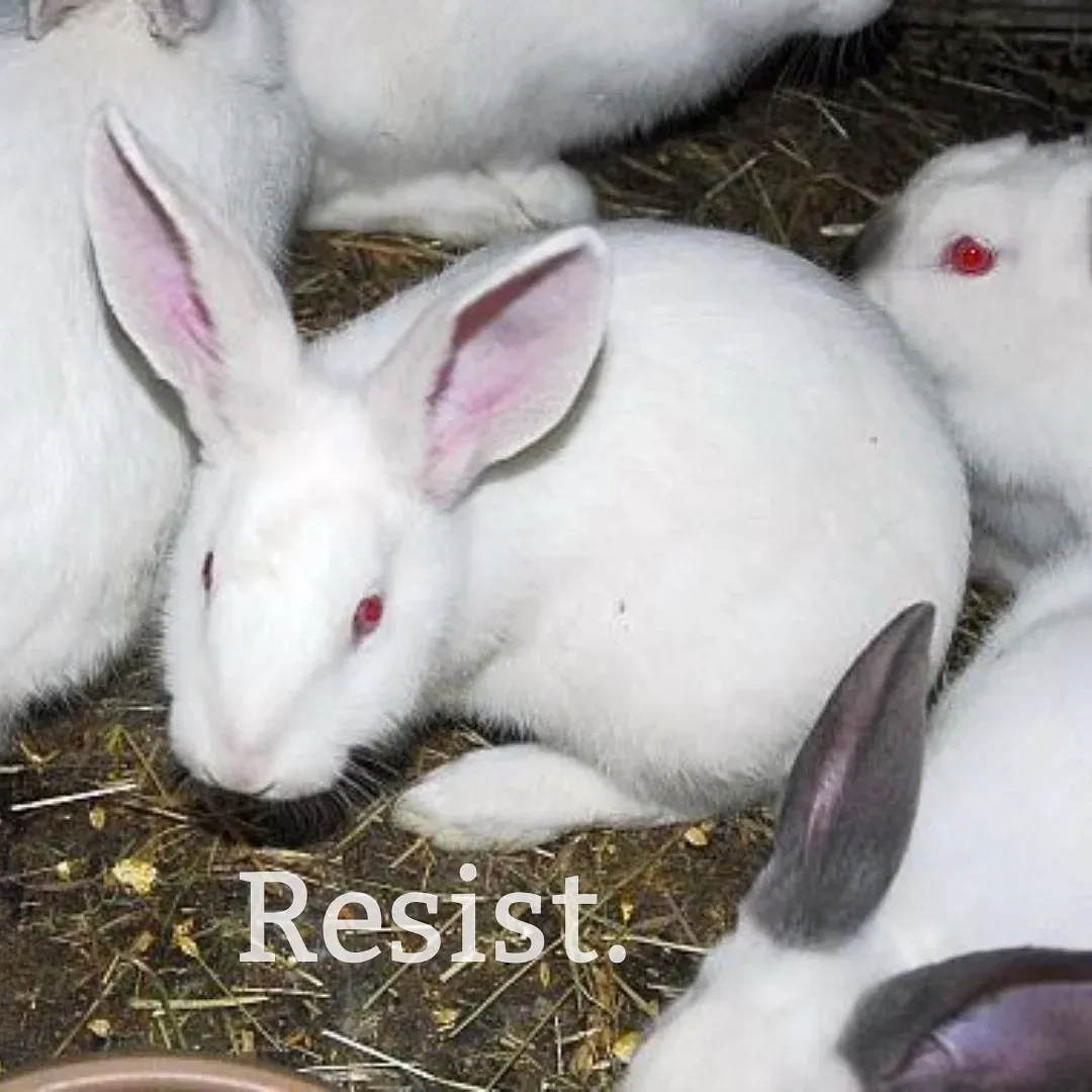 Rabbit Farm Resistance UK Twitter, Instagram, Facebook Linktree