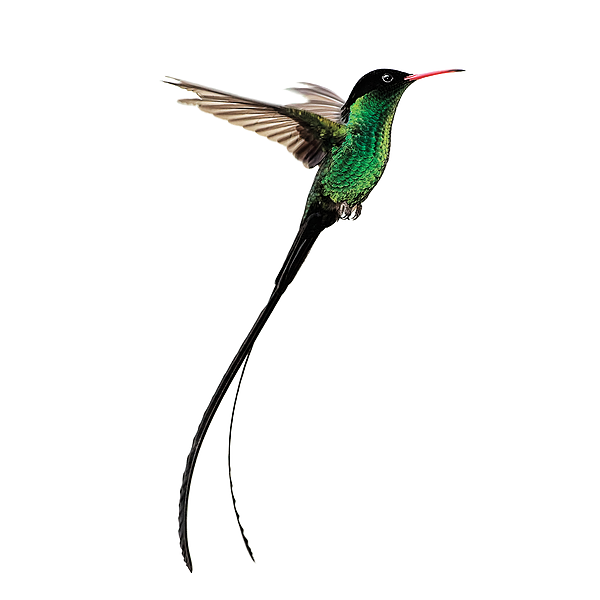 runaway_bay_rum Linktree