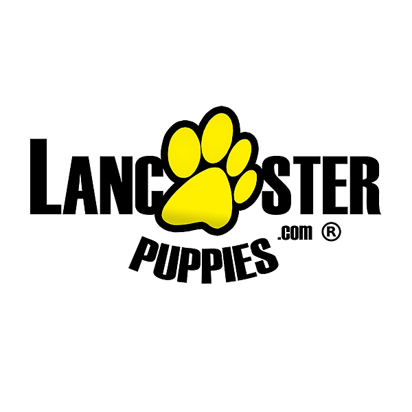 Lancaster Puppies Twitter, Instagram, Facebook Linktree