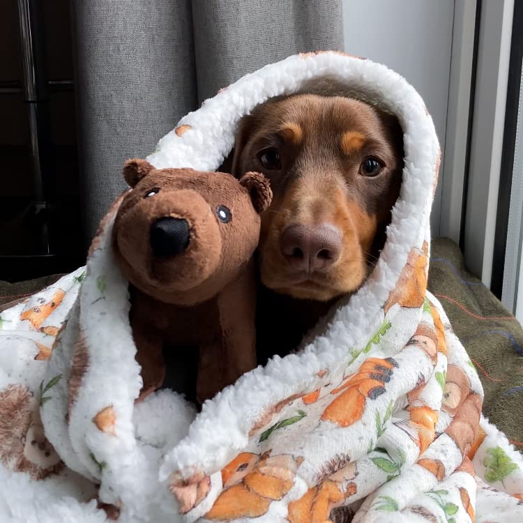 Reggie the Sausage Dog Instagram, TikTok Linktree