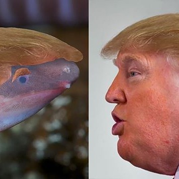 Someone just paid $25,000 to name a worm-like amphibian after Donald Trump